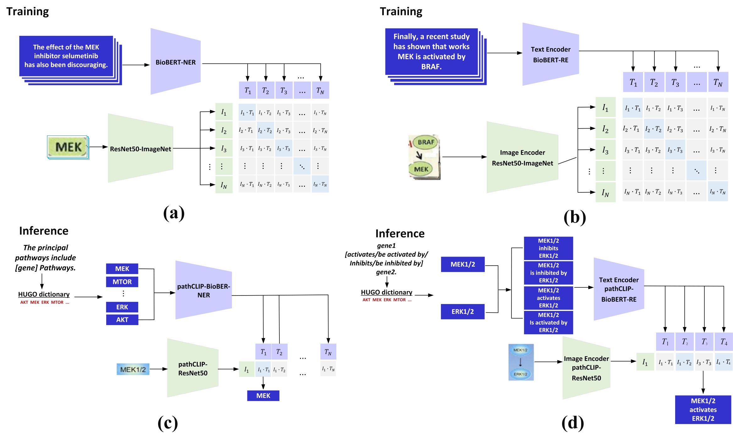 Training and inference processes of pathCLIP.