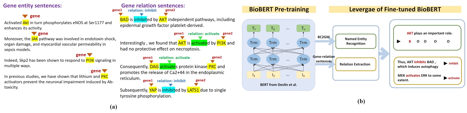 Text BioBERT fine-Tuning details
